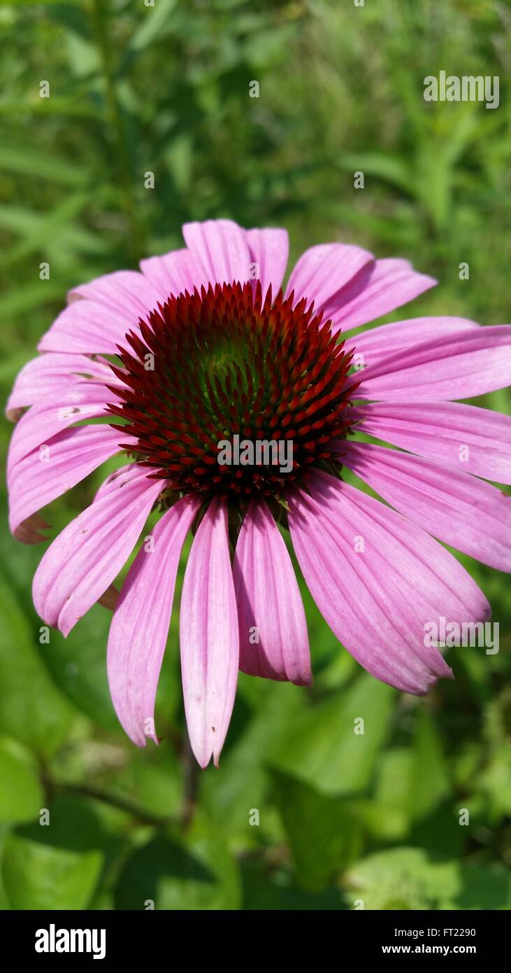 Purple coneflower bloom Stock Photo Alamy