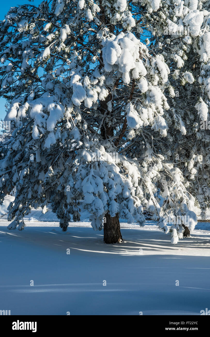Morning after heavy snowstorm showing trees and lawn under heavy snow cover Stock Photo