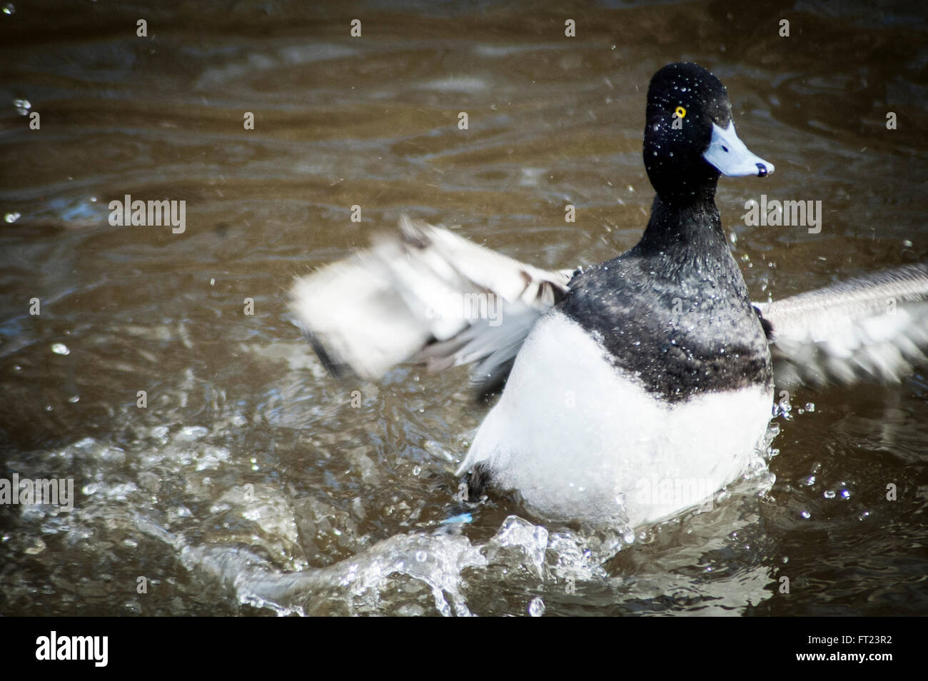 duck with blue beak splashing in the water Stock Photo - Alamy