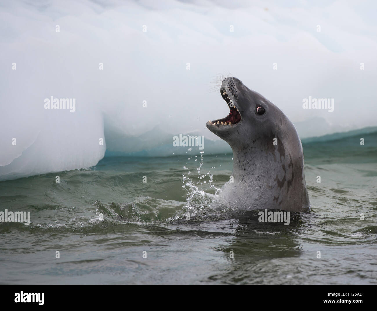 Crabeater seals in the water Stock Photo