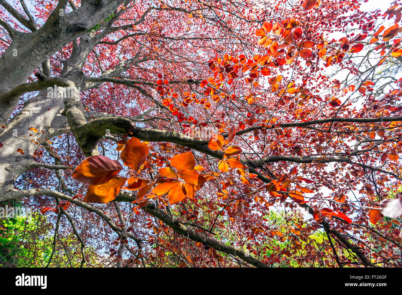 Copper beech tree hires stock photography and images Alamy