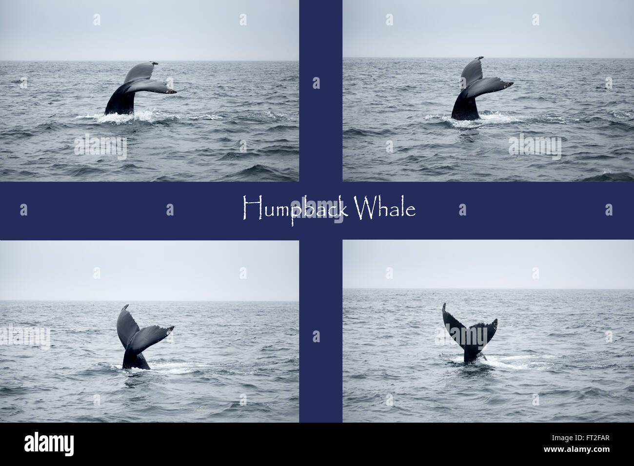 humpback whale tail going for a dive - a series of images Stock Photo ...