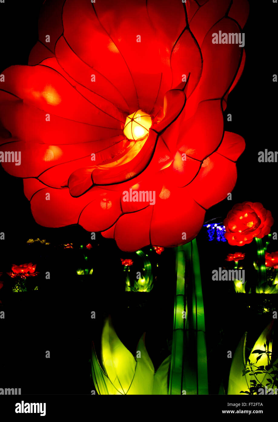 Giant Chinese Silk peony flower lit from within as an art installation. Stock Photo