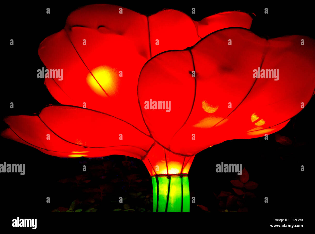 Chinese silk peony flower lit from within. Stock Photo