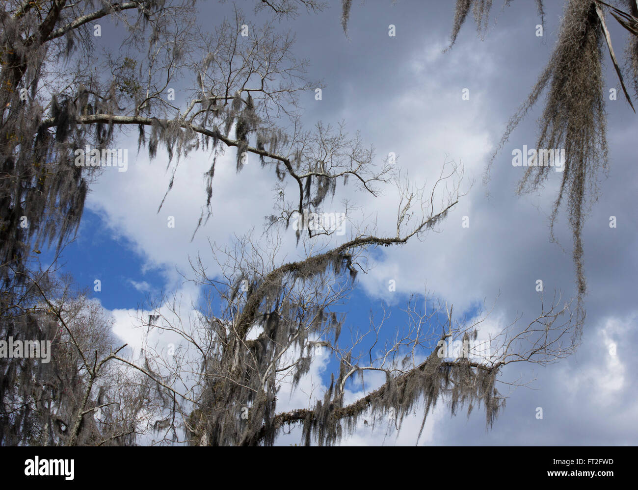 New orleans spanish moss hi-res stock photography and images - Alamy