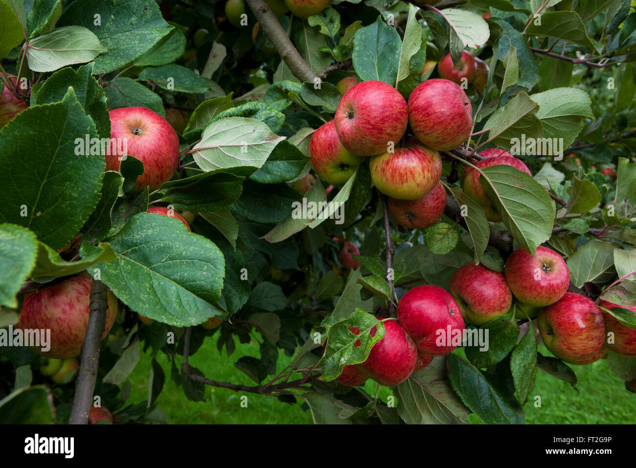 Cider apples on the trees and in an orchard in Herefordshire UK, laden with fruit and looking red and ripe the apples are nearly ready for harvesting. Stock Photo