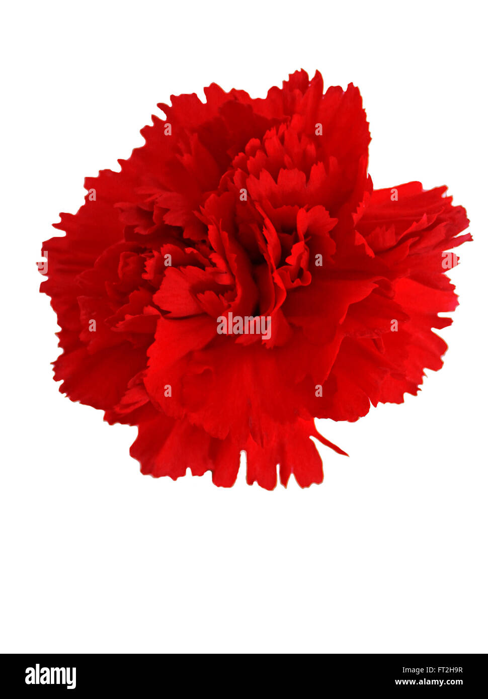 Red carnation on a white background Stock Photo Alamy