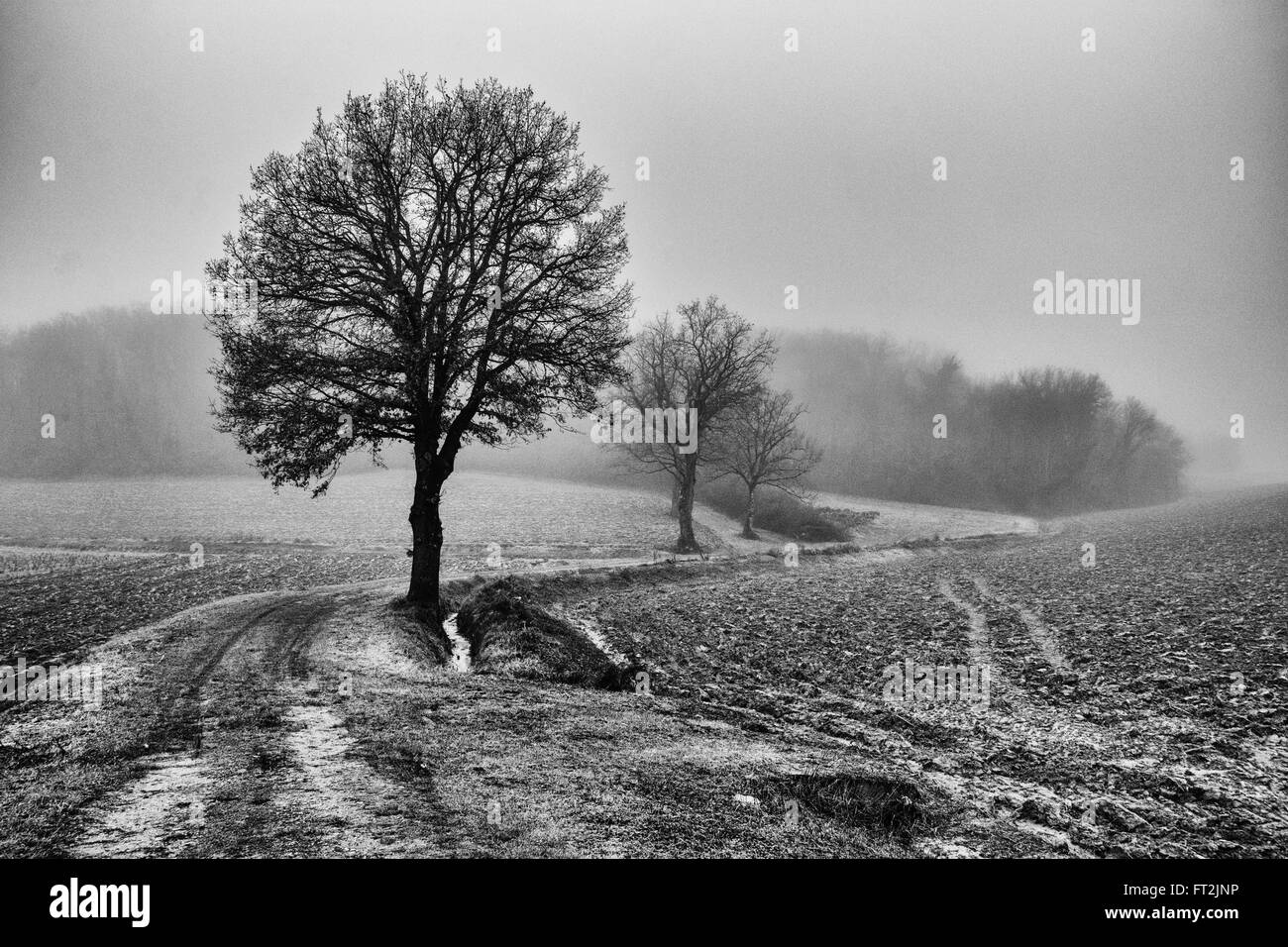 trees in the fog, the suggestion of a walk one winter morning Stock Photo