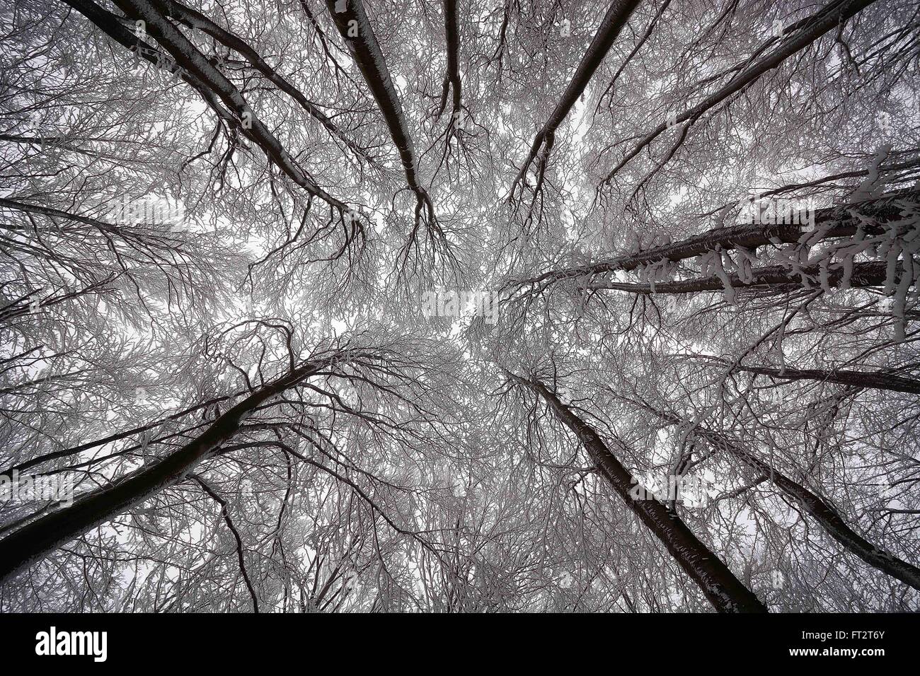 SYNAPSES - Snow-covered trees that appear as synapses Stock Photo