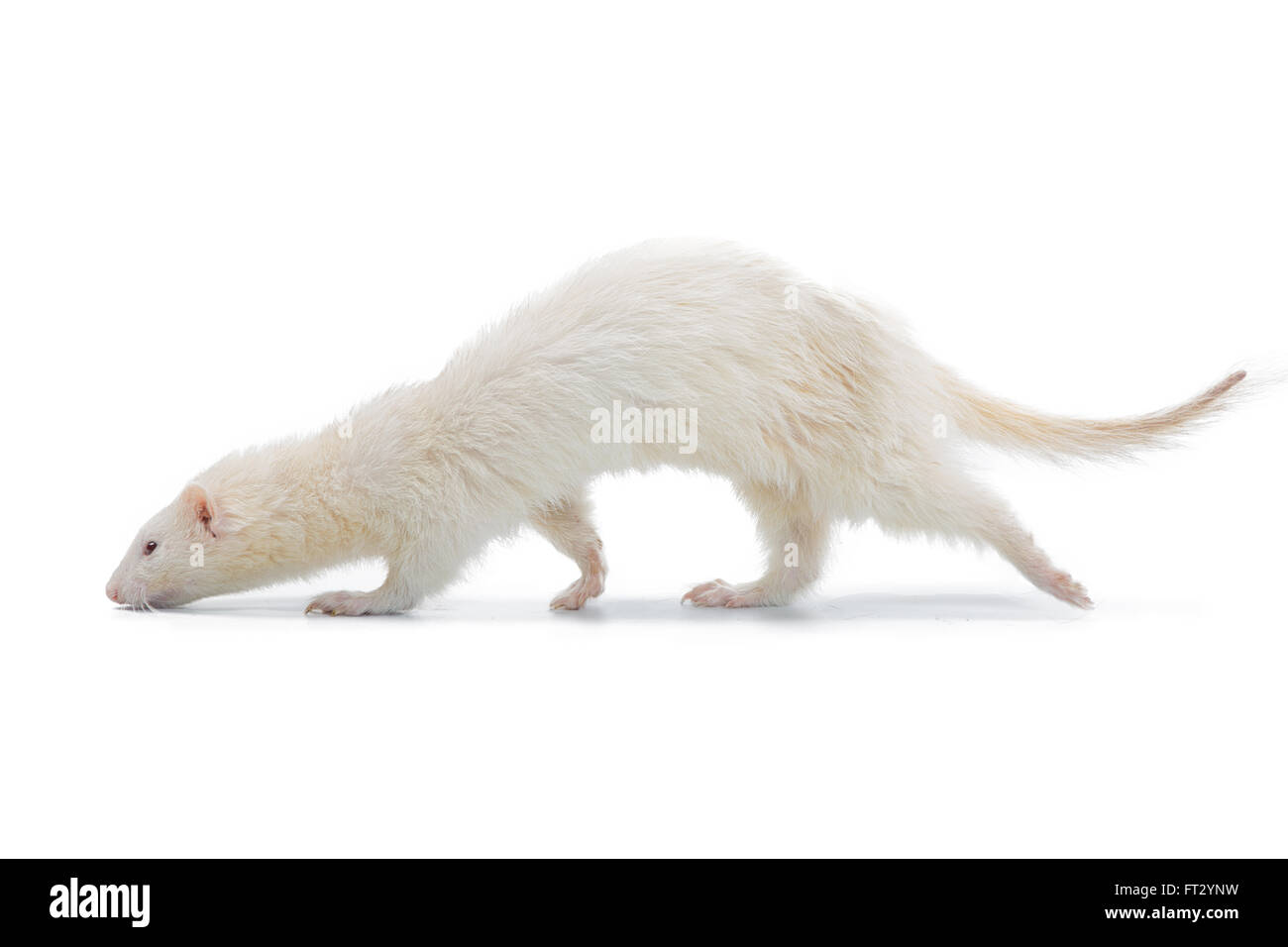 Albino Ferret Stock Photo