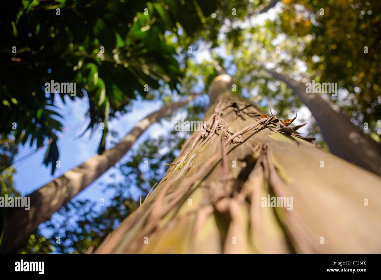 Detail of eucalyptus rainbow tree trunk Stock Photo