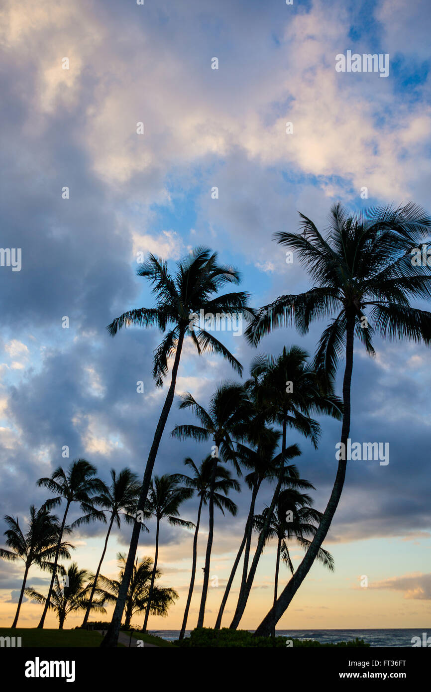 Early morning palm trees with clouds and sunrise Stock Photo