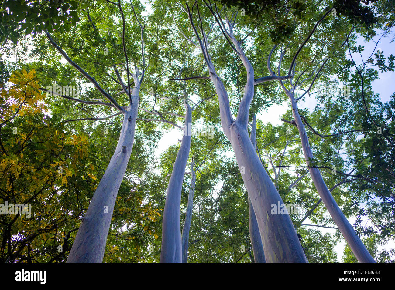 eucalyptus rainbow trees from below Stock Photo