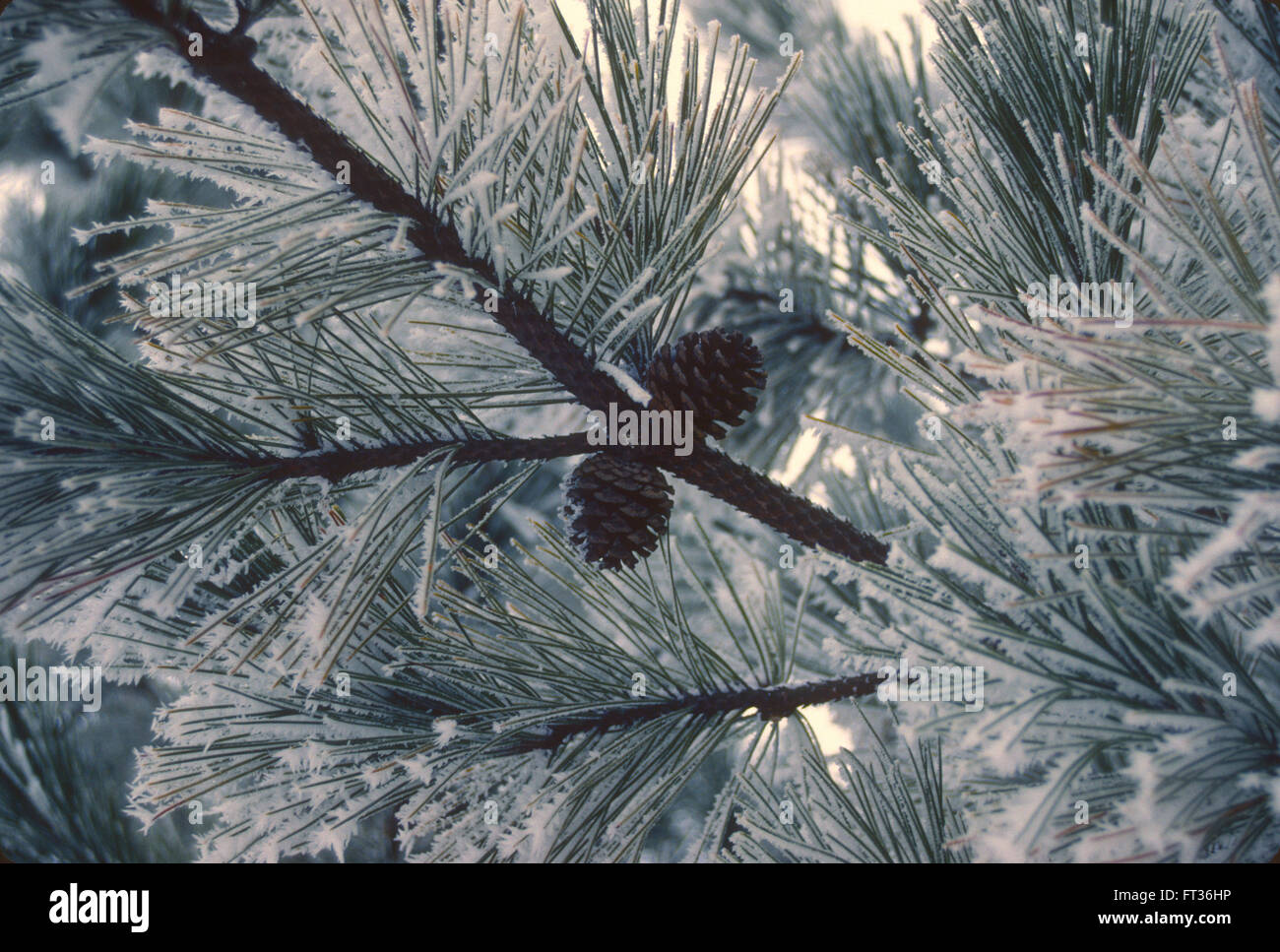 Hoar frost covers the needles of a Red PIne, (Pinus resinosa) on a cold winter morning in Minnesota, USA. Stock Photo