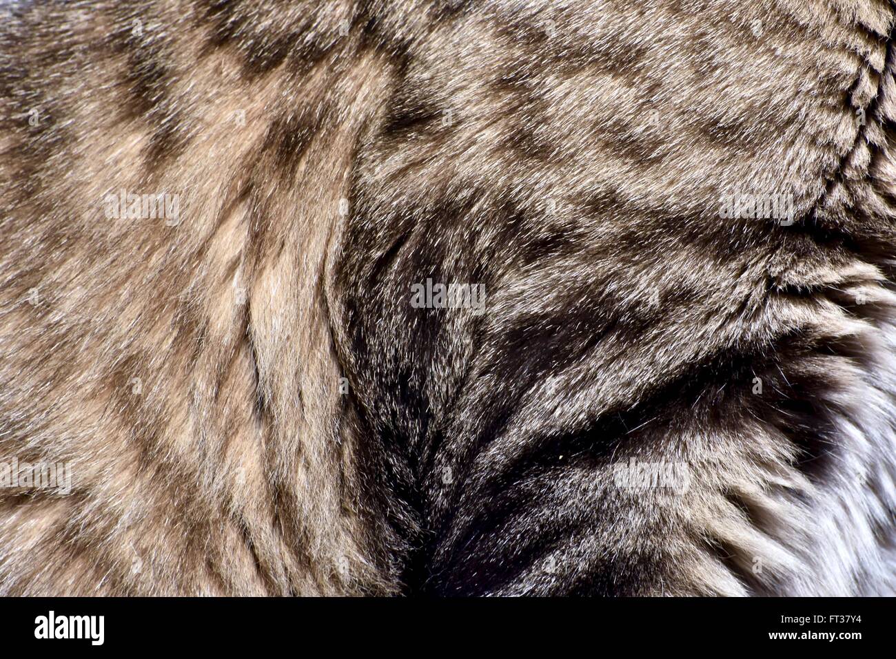 Kitten fur background texture Stock Photo Alamy