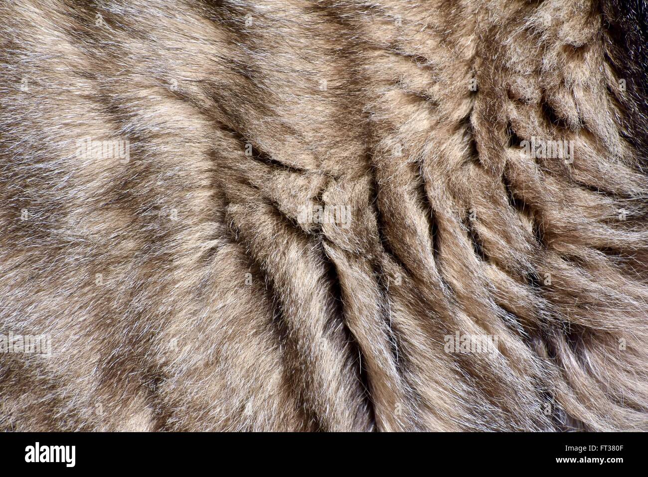 Kitten fur background texture Stock Photo Alamy