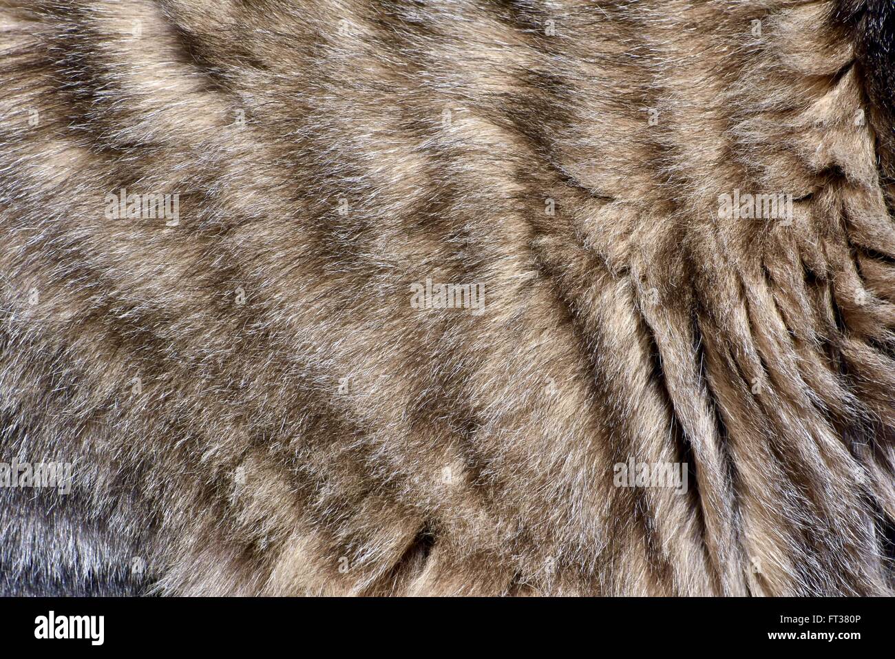 Kitten fur background texture Stock Photo Alamy