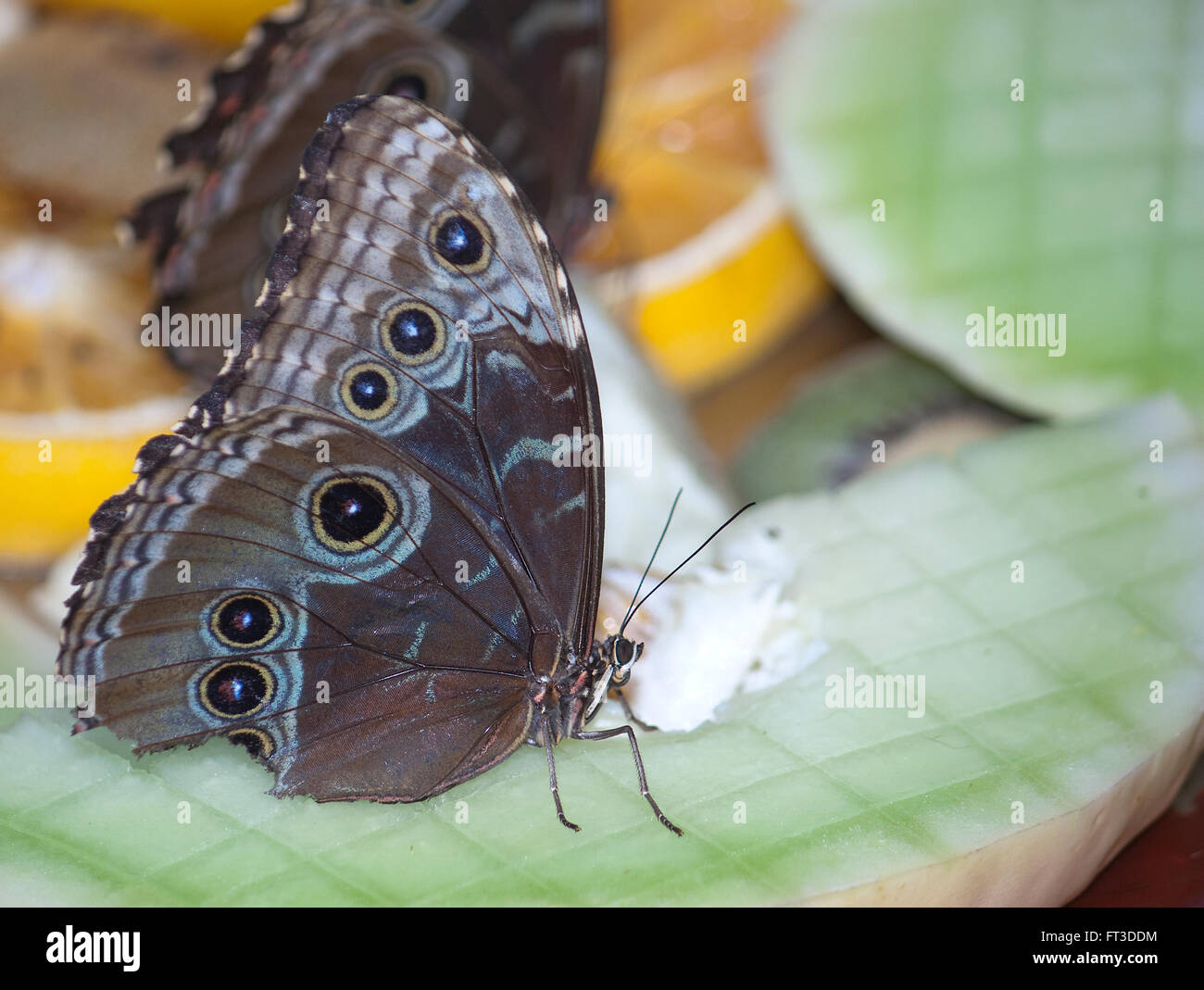 A buckeye butterfly eating sitting on some fruit Stock Photo Alamy