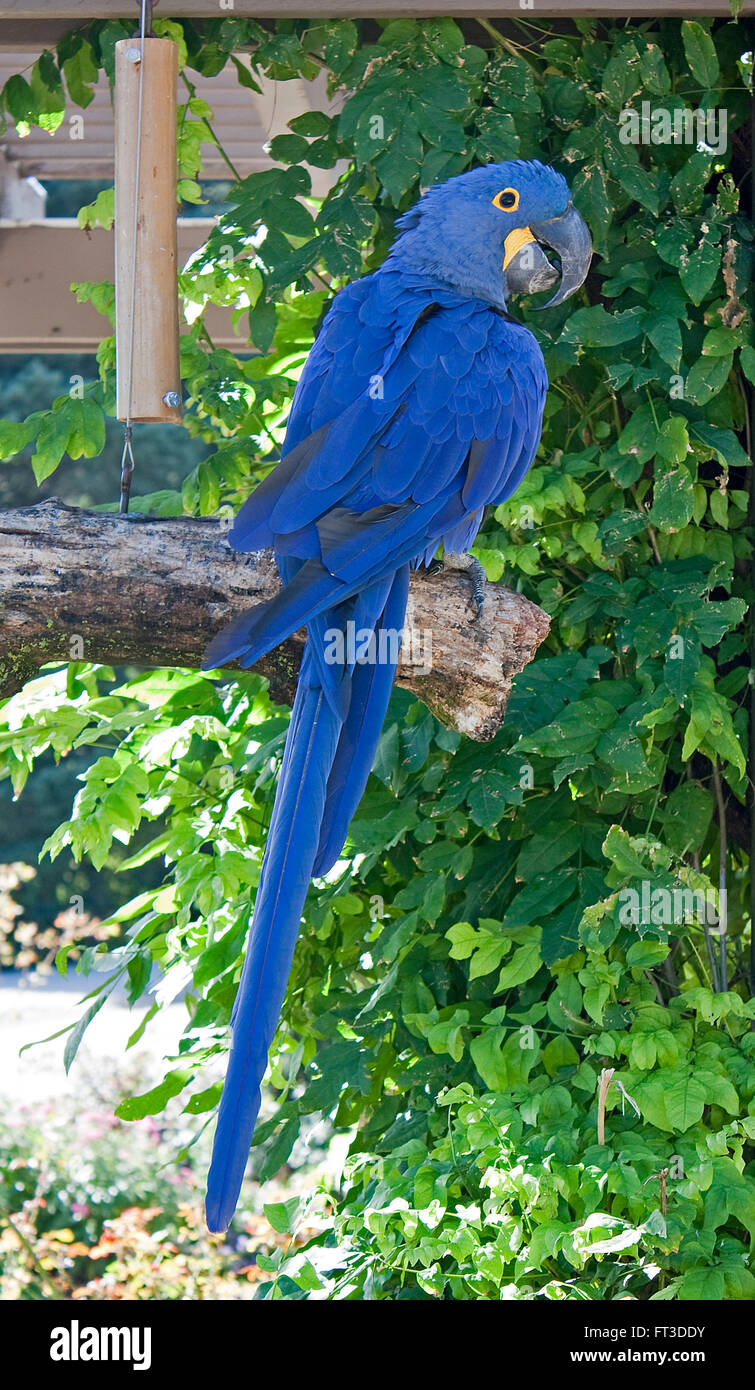 Beautiful blue parrot sitting on a branch Stock Photo - Alamy