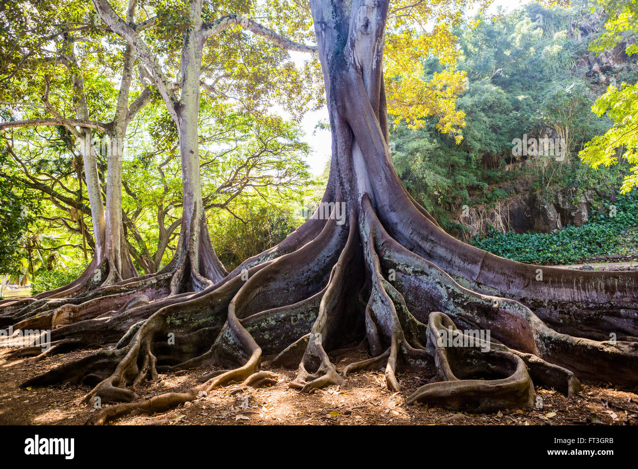 Ficus Macrophylla Morten Bay Fig root Stock Photo Alamy