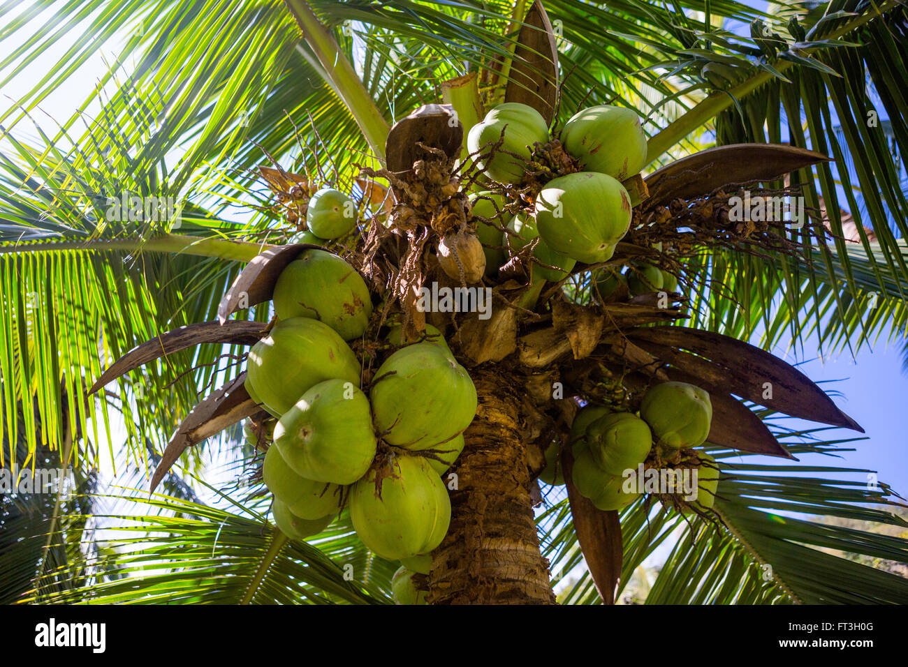 Green Coconut on tree from below Stock Photo