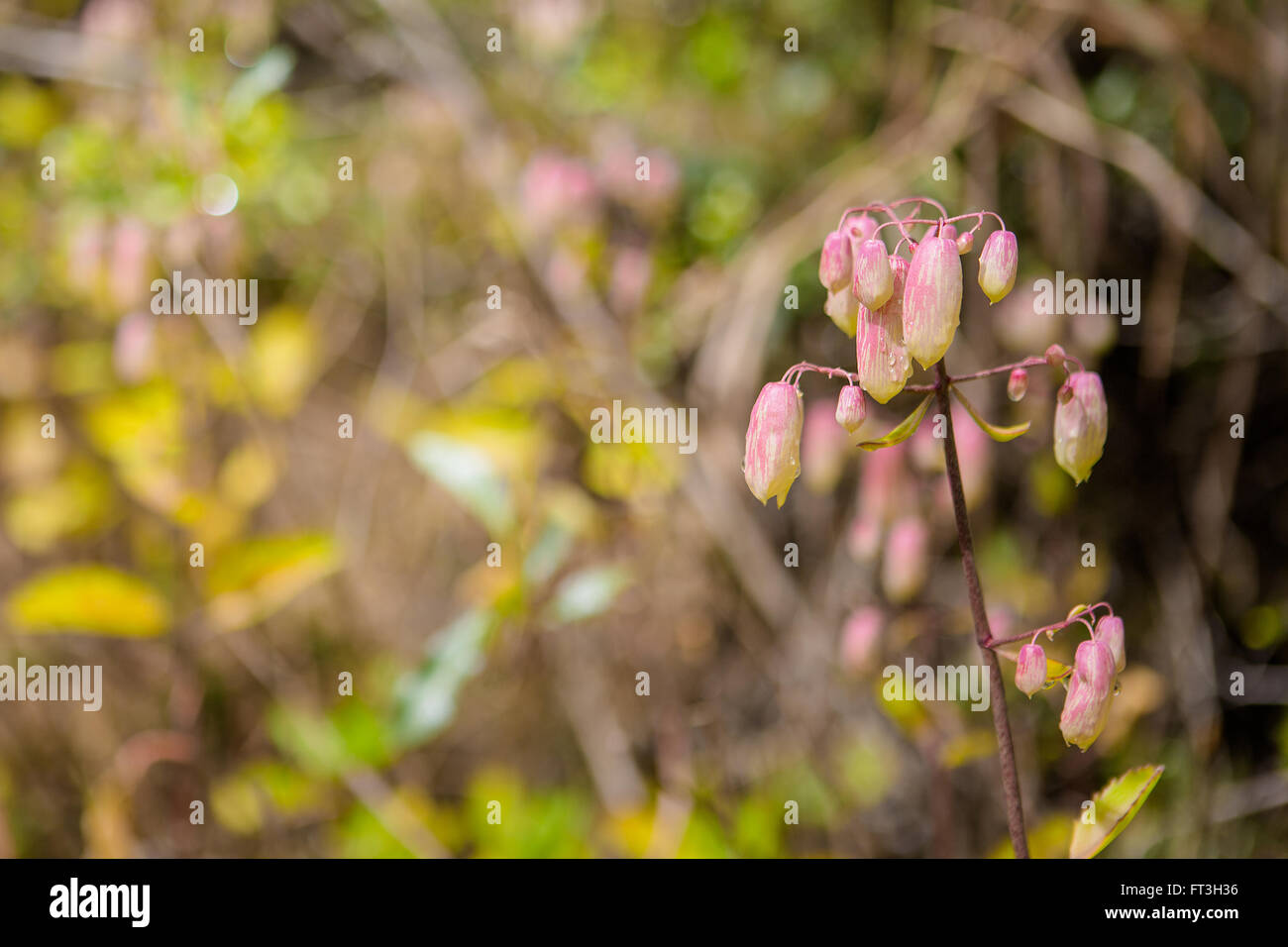Air plant kalanchoe pinnata hi-res stock photography and images - Alamy
