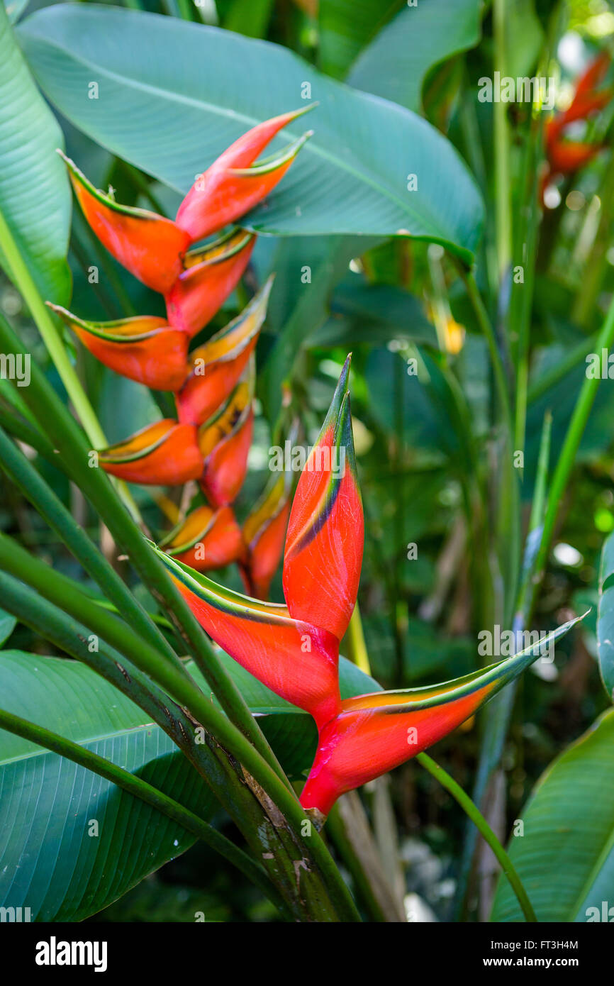 Heliconia Lobster Claw Plant Stock Photo
