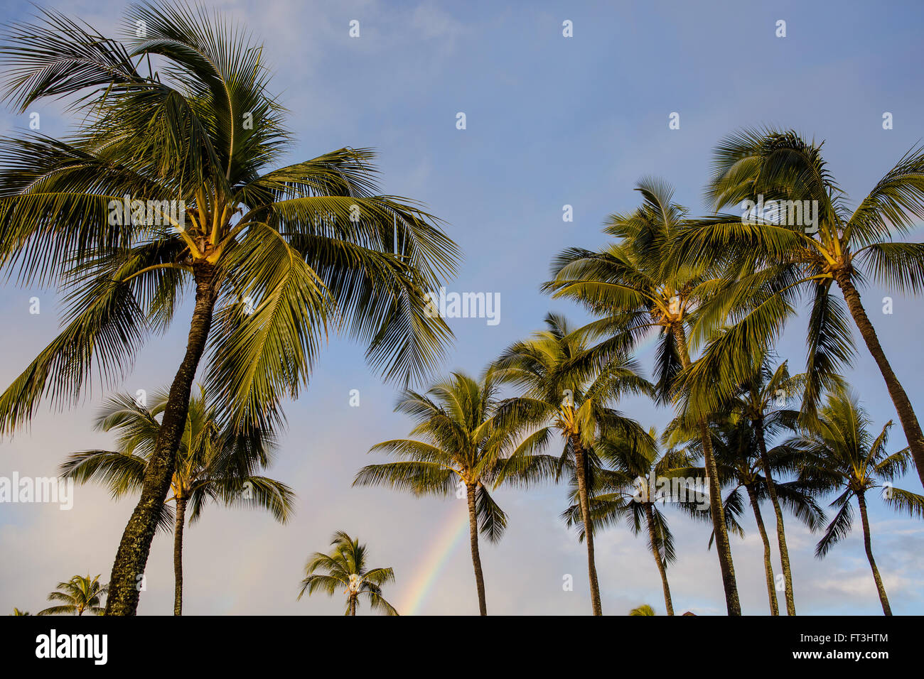 Palm trees with rainbow Stock Photo