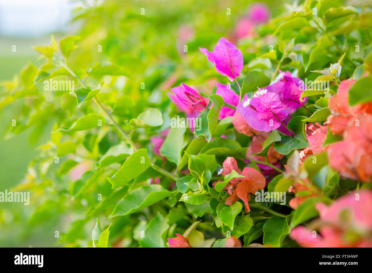Pink Bougainvillea bushes in soft light Stock Photo
