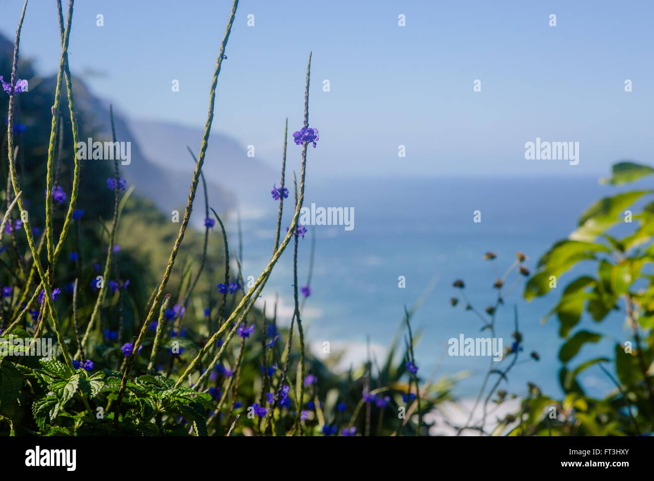 Purple flowers hi hi-res stock photography and images - Alamy