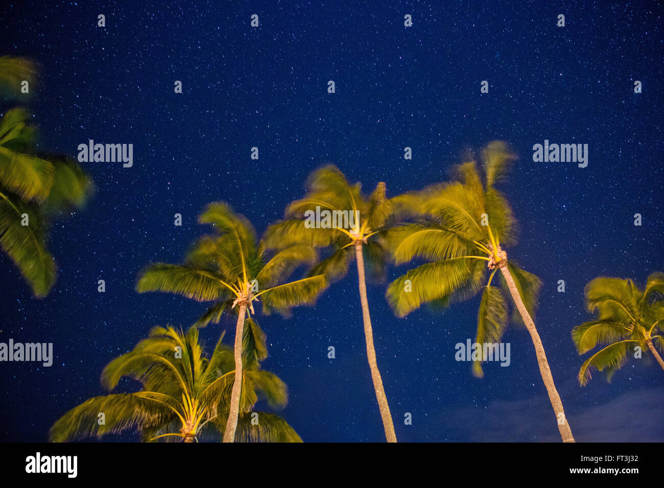 Starry night with palm trees blowing in the wind Stock Photo