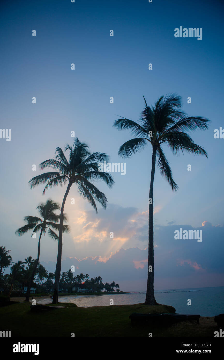 Sunrise with palm trees Stock Photo