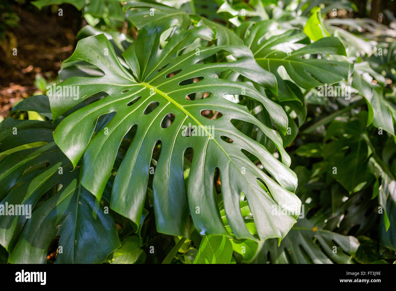 Swiss Cheese Plant Adaptations