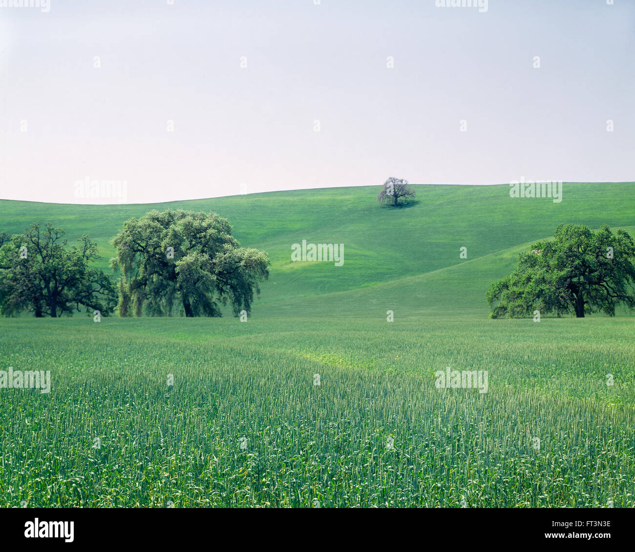 Oak trees and hills in Spring, near Livermore, California Stock Photo