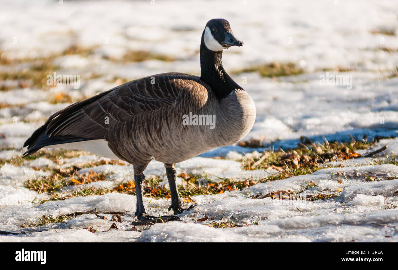 canada goose rea 70 canada goose rea 70