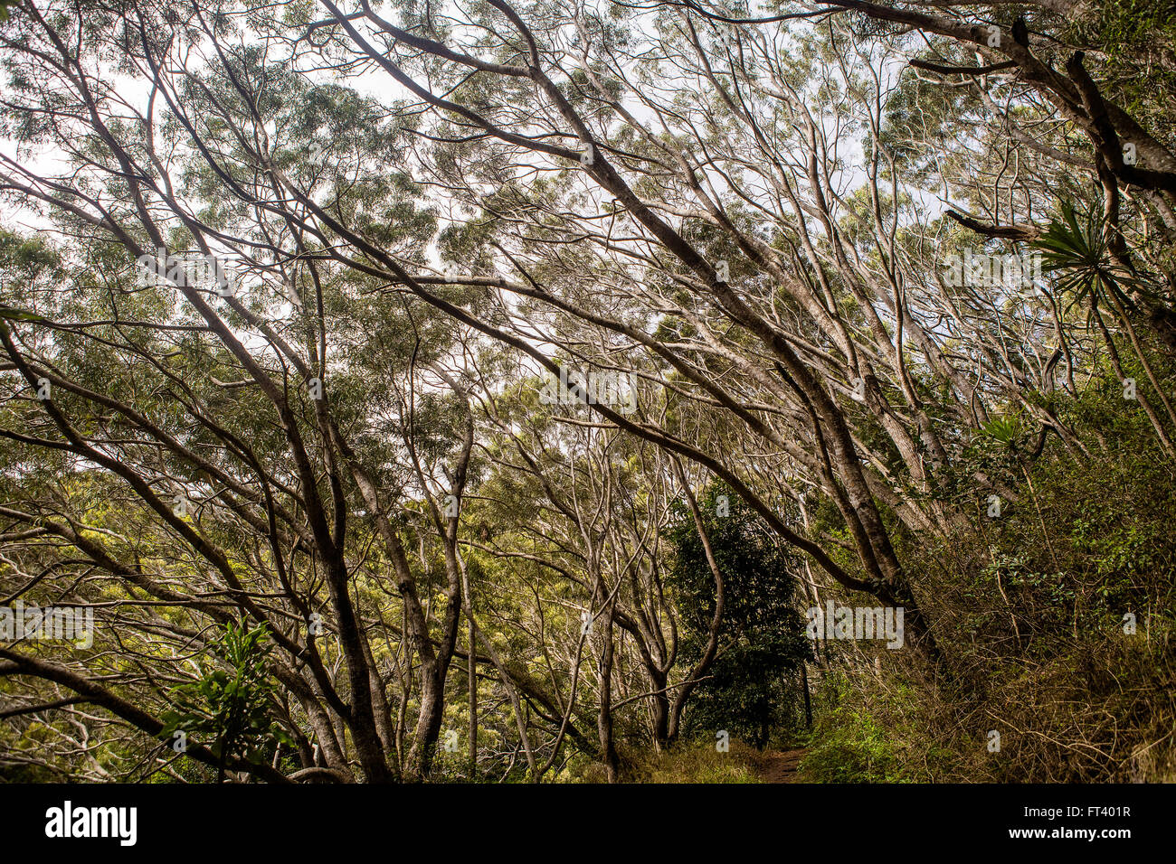 Tree branches along Waimea Canyon Stock Photo