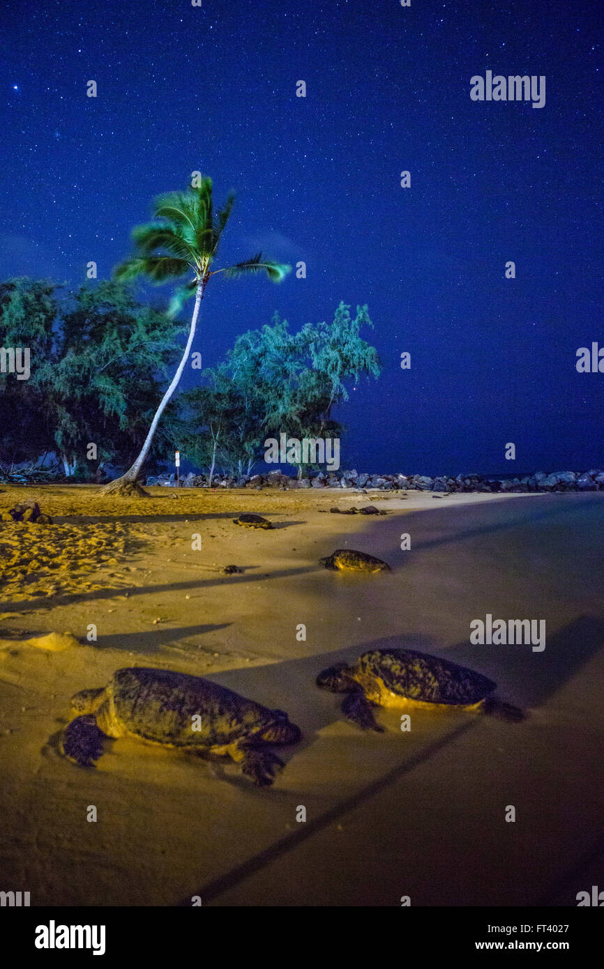 turtles sleeping at night underneath stars Stock Photo