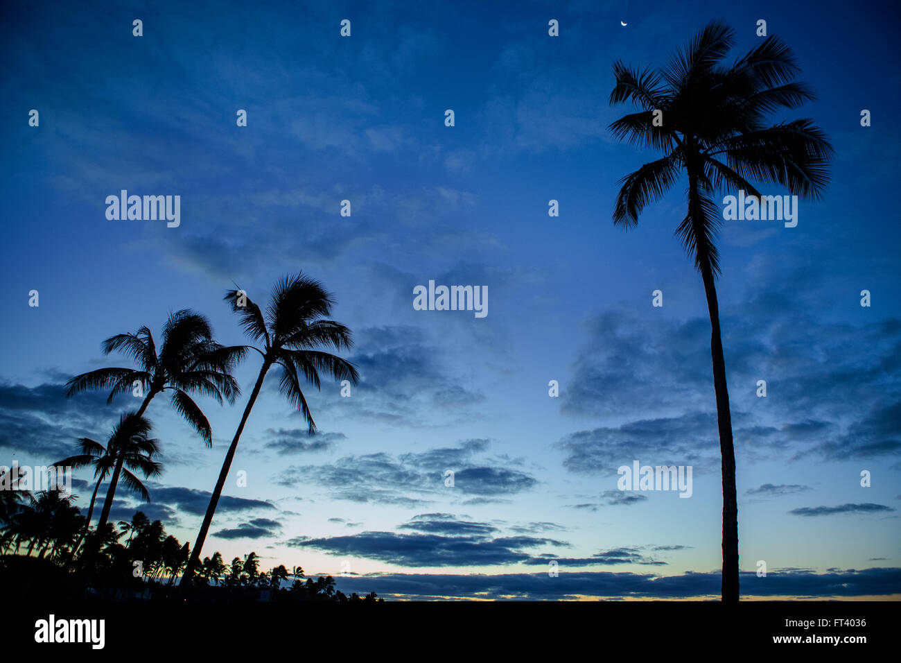 Twilight silhouette of palm trees in Kauai Stock Photo