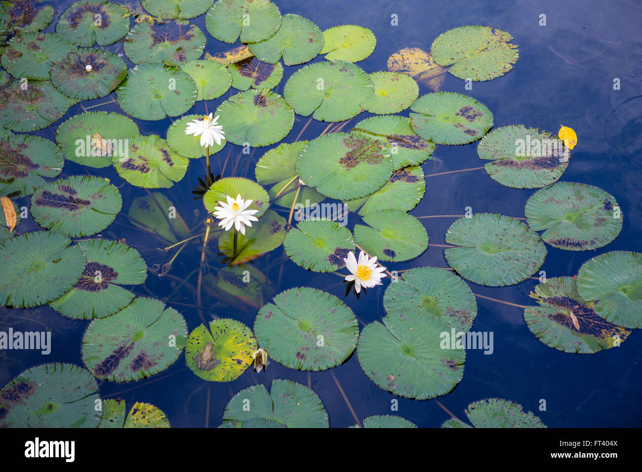 White water lily in a pond Stock Photo