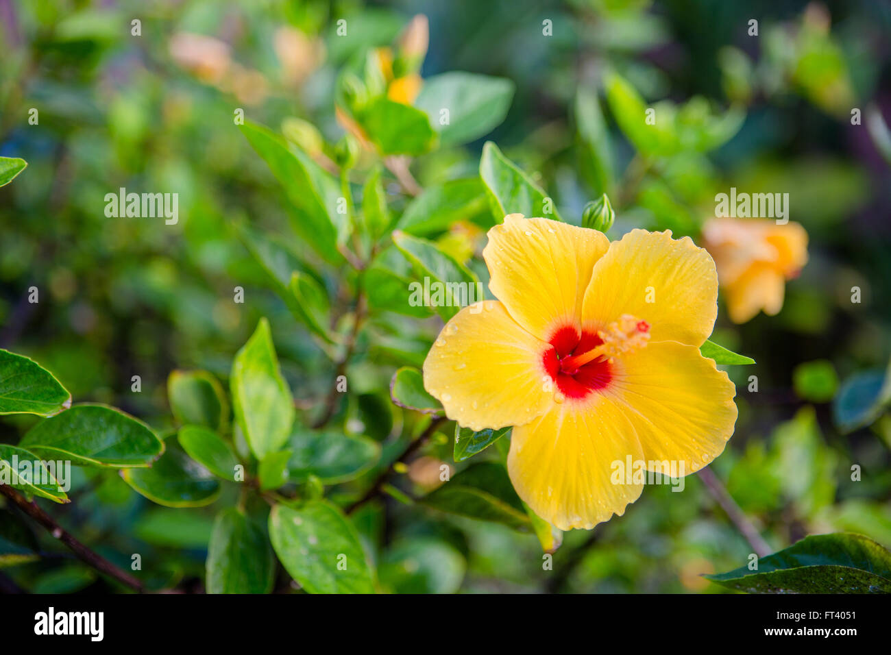 Yellow hibiscus Stock Photo