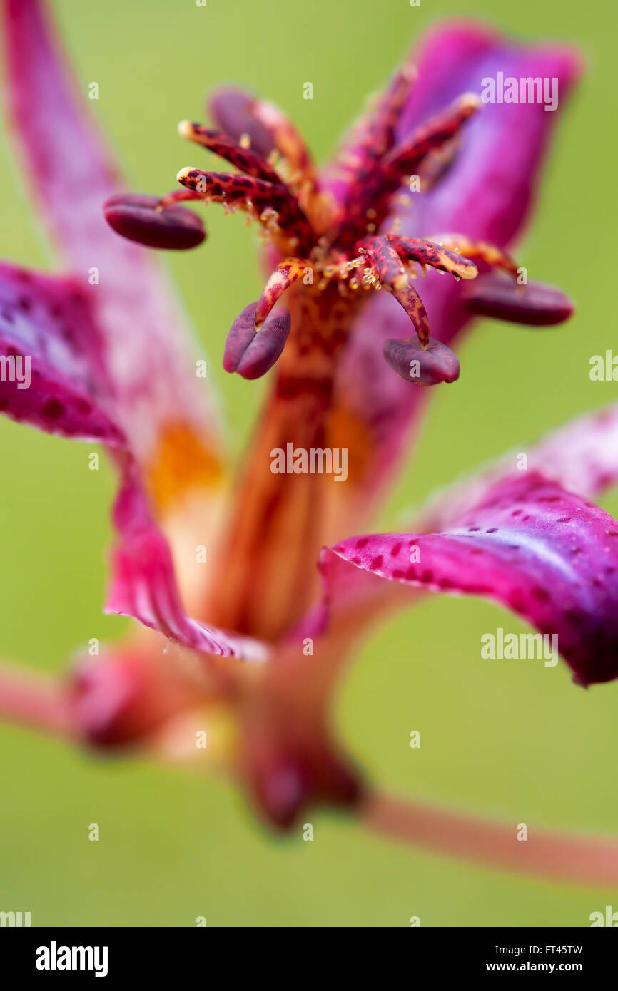 Toad Lily Closeup Stock Photo