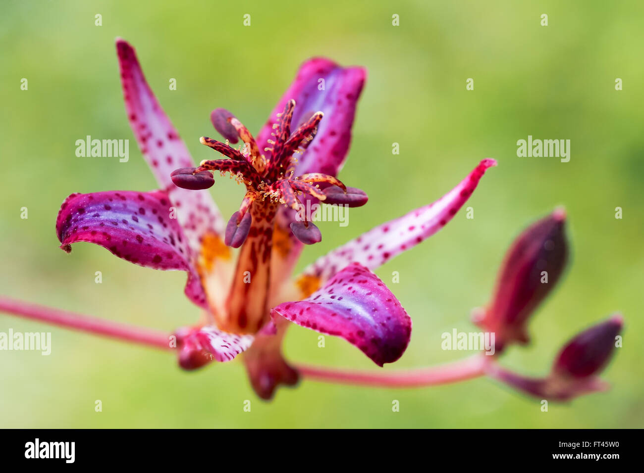 Toad Lily Tricyrtis Stock Photo