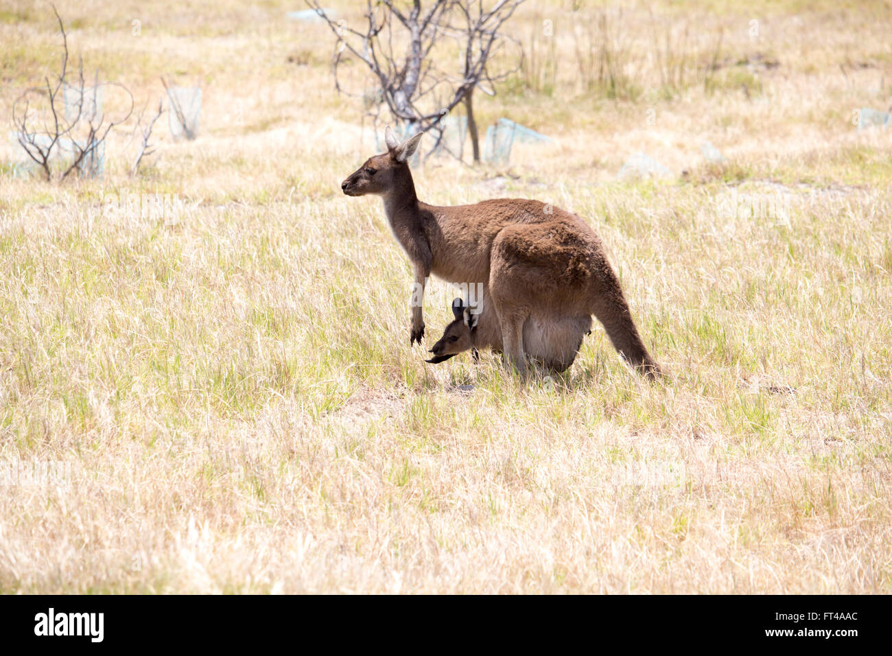 Australian Western Grey kangaroo  jill ,  or female ,with a joey in her pouch ,macropus fuliginosus ,grazing in the paddock  . Stock Photo