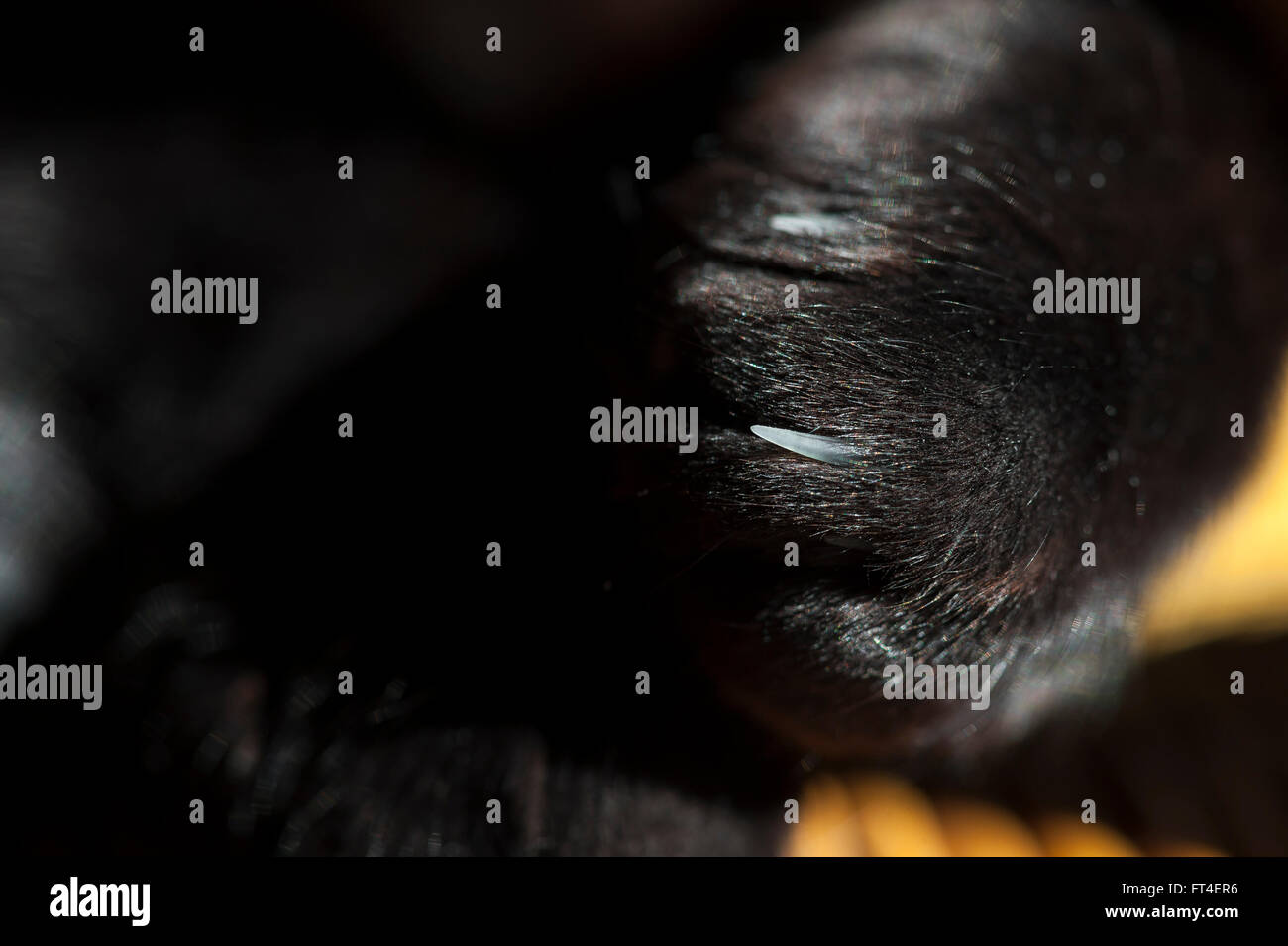 Chat Noir High Resolution Stock Photography And Images Alamy Chat Noir High Resolution Stock Photography And Images Alamy