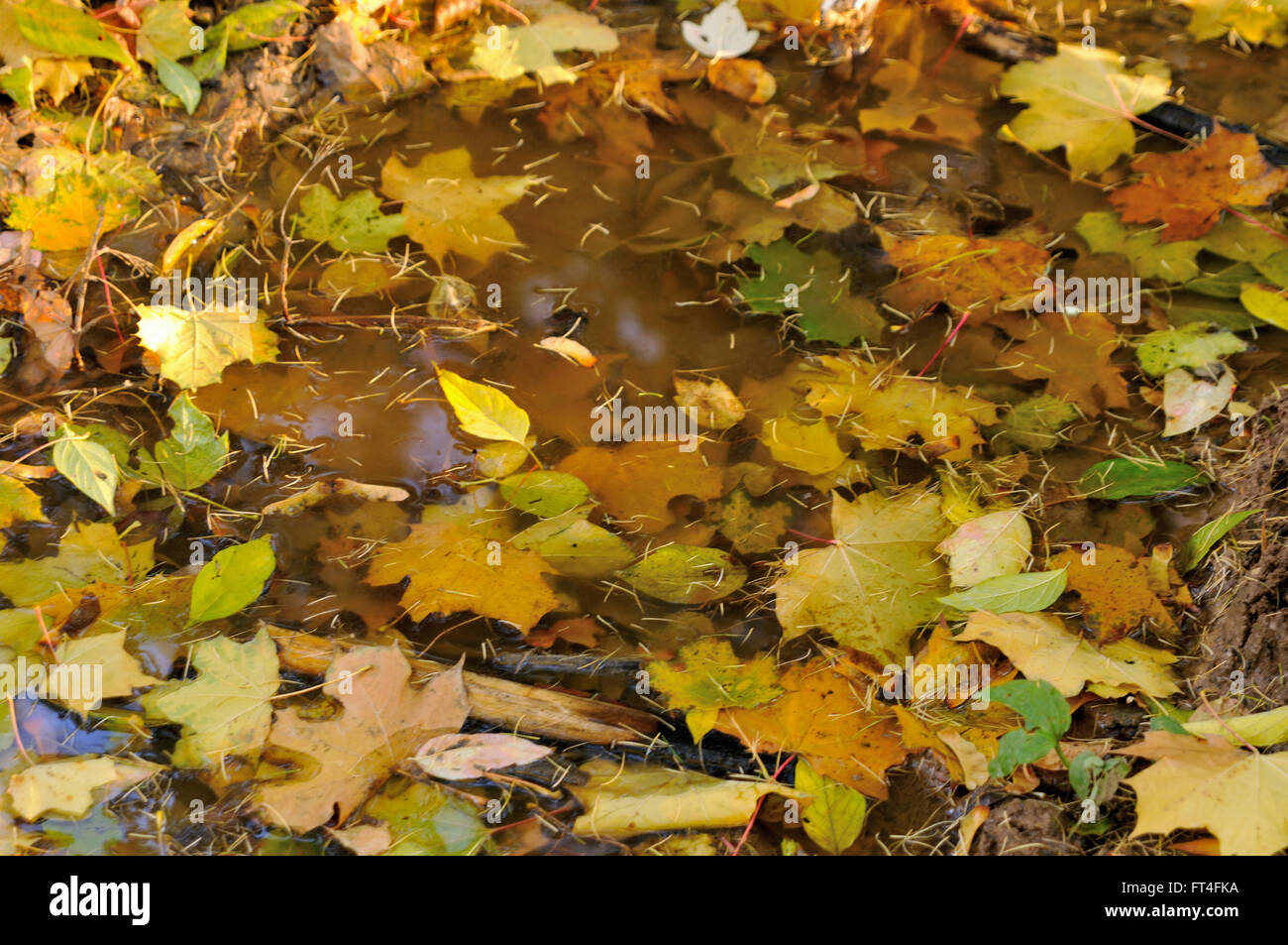 Fallen leaves (marple, American ash-leaved maple, larch) are lying in a puddle, Moscow region Stock Photo