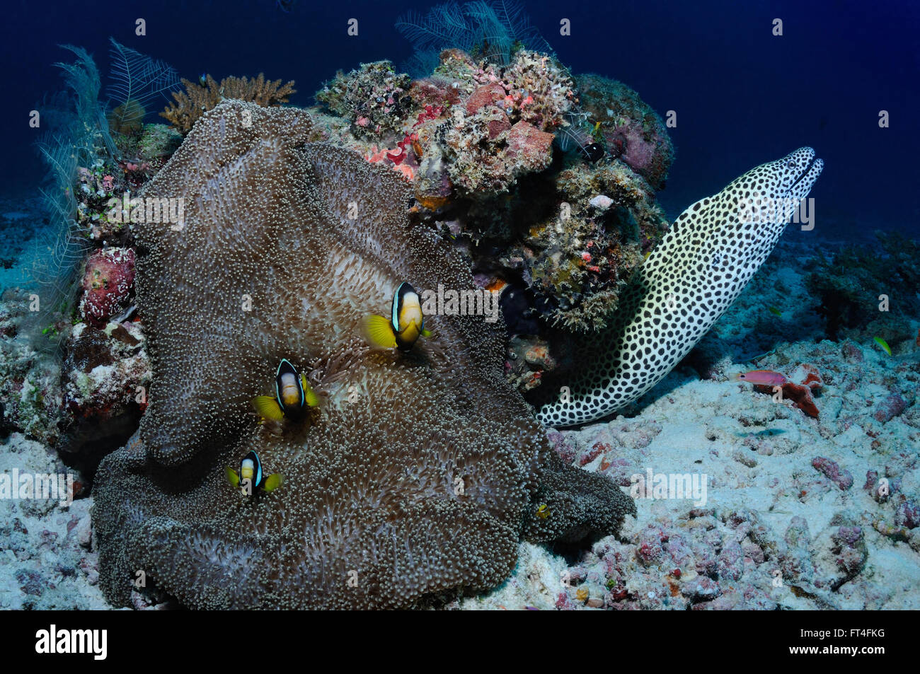 Honeycomb moray eel and anemone in a shape of a frog fish with amphiprions (Yellowtail clownfish) on it, Ari Atoll, Maldives Stock Photo