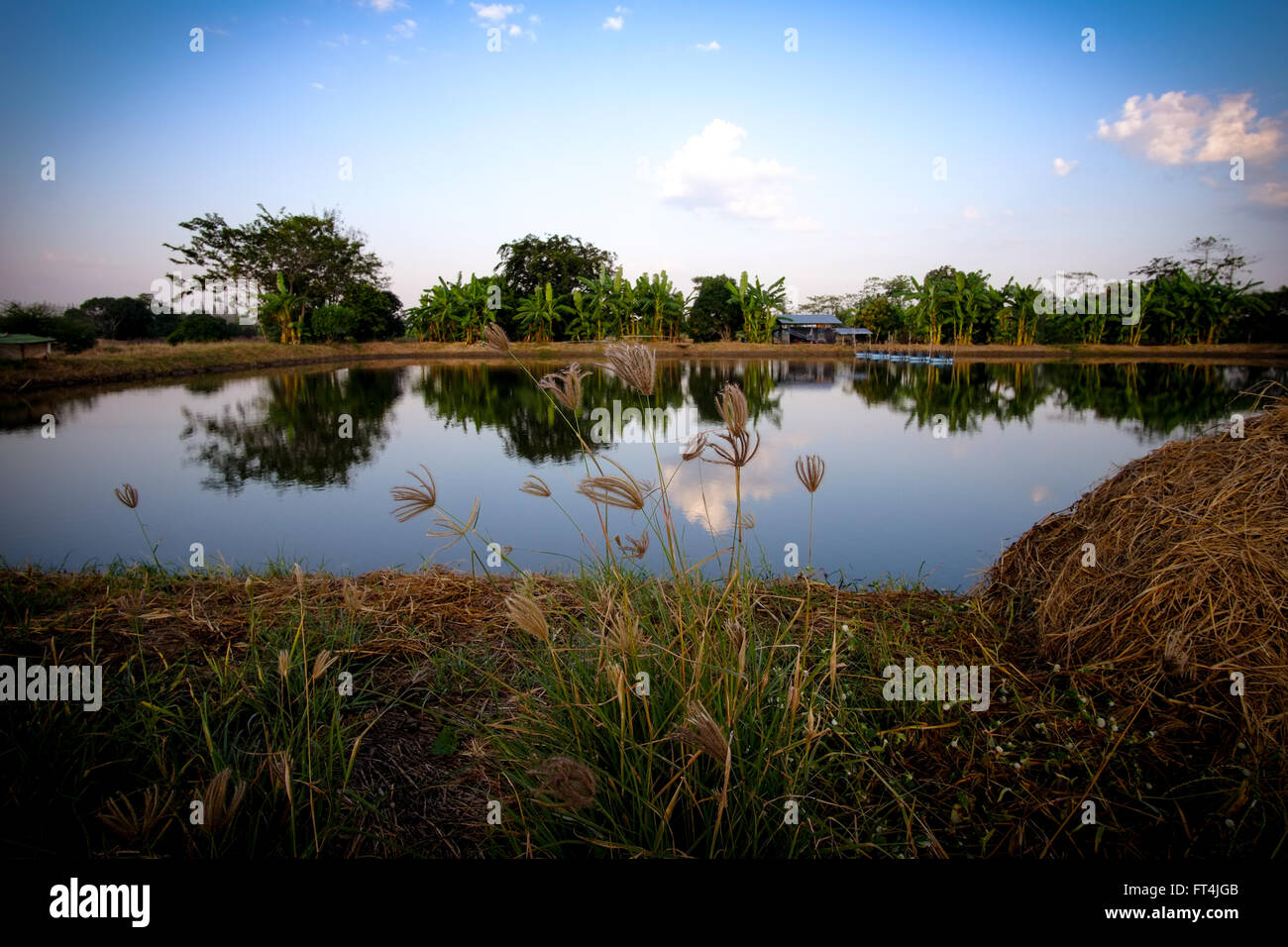 Sunrise in the paddy fields Stock Photo - Alamy