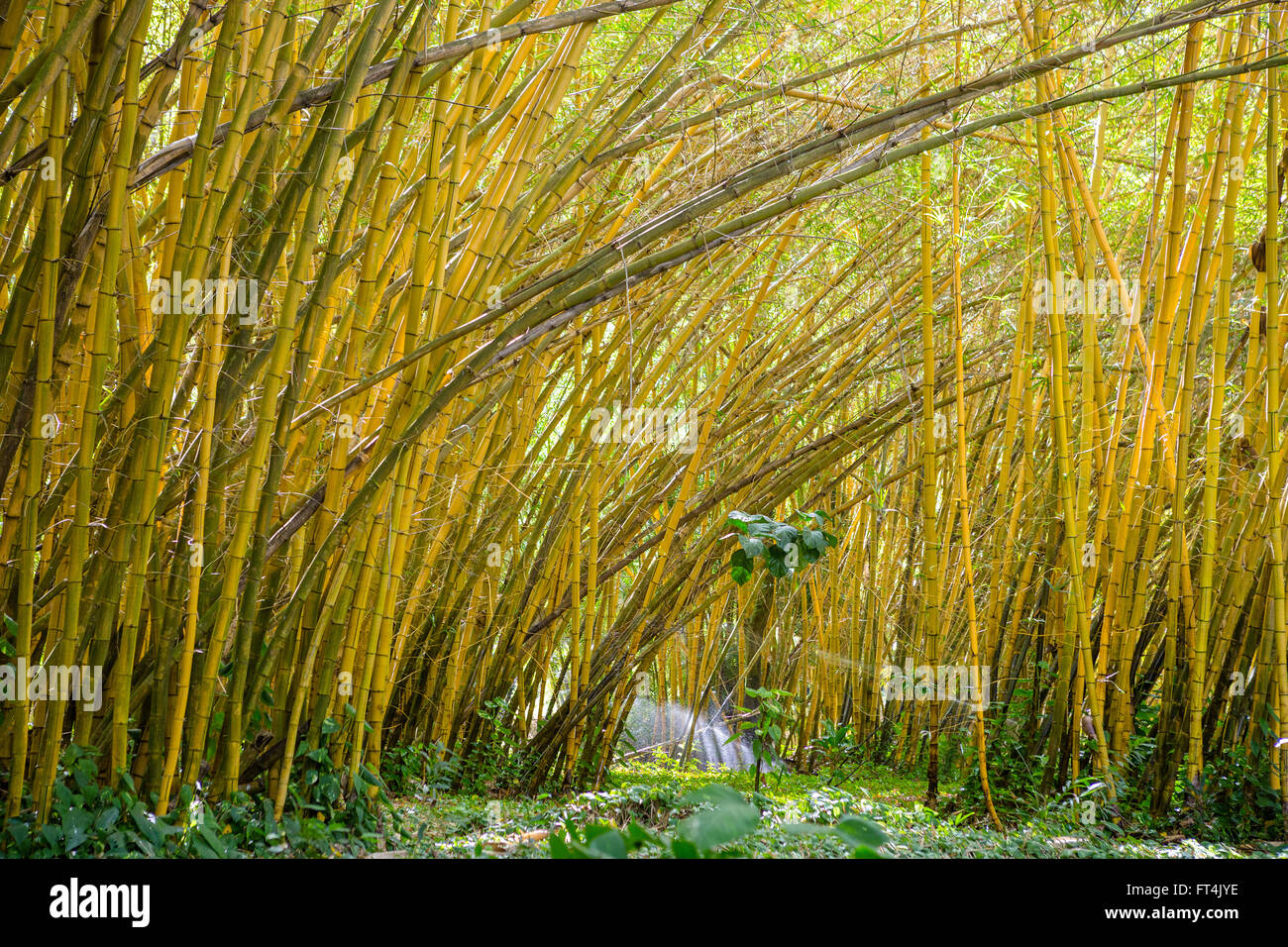 leaning bamboo garden Stock Photo