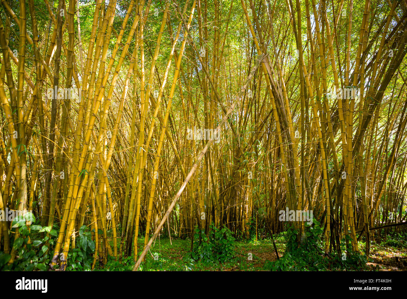 Lush bamboo garden Stock Photo