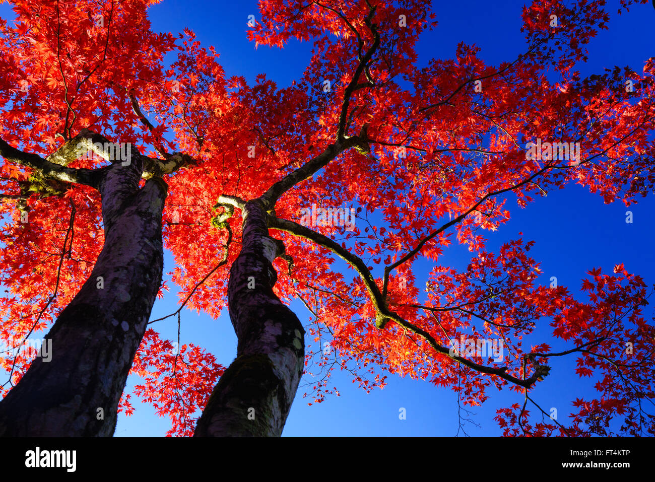 Silhouette Red maple tree on blue sky Stock Photo - Alamy